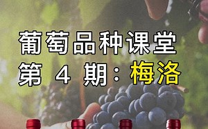 原来波尔多酒王柏图斯、马赛托都是用梅洛Merlot酿的！