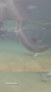 Baby Dolphins Are Born Ready to Swim Watch the full version here: https://www.facebook.com/watch/?v=544285784778455 | Cultura Colectiva