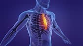 Animation der menschlichen Anatomie mit Brustbein und Rippen