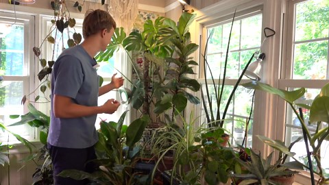Air layering tutorial demonstrating on a fiddle leaf fig - complete guide - advanced propagation