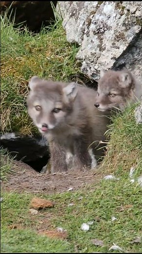 Wildlife Variety in Svalbard