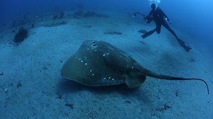 10K views · 372 reactions | Megatrygon microps ist der größte bekannte Stechrochen der Welt. Die scheuen Tiere werden nur selten gesichtet, weshalb Forscher wenig über ihre Ökologie und ihr Verhalten wissen. Mehr spannende Videos unter: www.nationalgeographic.de/video | National Geographic | Facebook