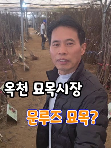 #옥천묘목시장 #문루즈사과묘목 #중앙농원 #이원면묘목시장