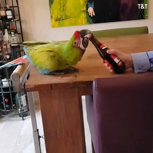 329K views · 3.7K shares | These birds are so hilarious  | Daily Viral Stories | Facebook