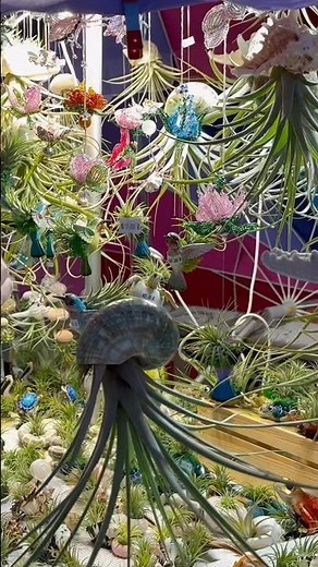 Pier 60 Clearwater Beach Attractions