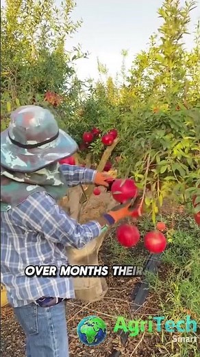 How Pomegranate Grow From Tender Green Sprout to Ruby Fruit