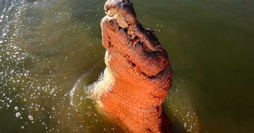 Video Captures Crocodile Swimming Away With Woman in Its Jaws
