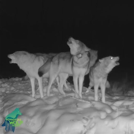 Wolf pack erupts in a howl