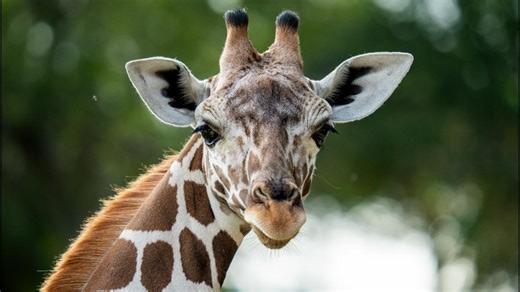 New giraffe welcomed to the San Antonio Zoo