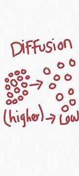 osmosis vs diffusion #biology #cbse12 #class12thbiologypaper2023mpboard