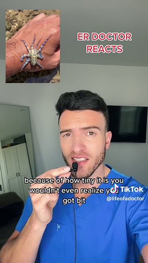 Blue-ringed octupus 😳