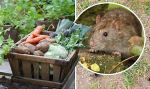Rats crawl and jump out of bins in horrifying footage