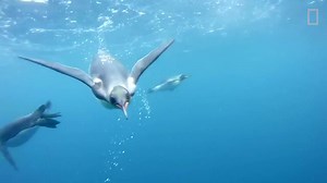 189K views · 582 reactions | Take a dive with these giant king penguins! | National Geographic TV | Facebook
