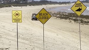 Australia shuts down beaches after 4 shark attacks; woman found dead surrounded by dingoes