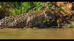 1.7M views · 237K reactions | Surat Al-Baqarah (Arabic: البقرة‎, meaning: "The Heifer" or "The Cow") Subscribe Youtube Channel ! https://youtu.be/OZp_p6Kli-g | Quran Translation Short Clip | Facebook