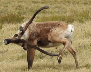 An Alaskan Bull Caribou Ingeniously Employs His Antler to Scratch His Itchy Hoof