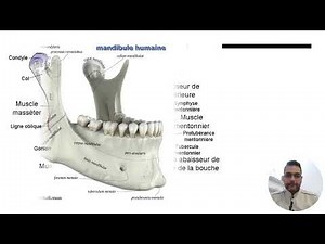 Réussir votre planification implantaire : techniques et méthodes. Dr. Hussam ARYAN