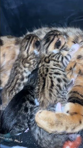 Bengal/Tabby mixed kittens