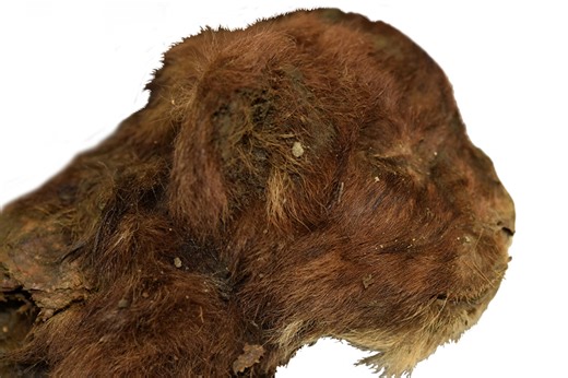 Mummified sabre-toothed cat discovered frozen in permafrost