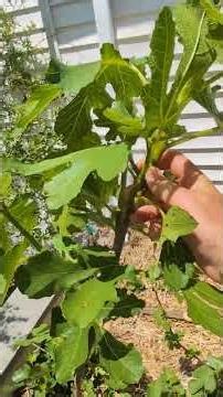 Newly Planted Fig Trees: 2 KEYS for SUCCESS #fig #figtree #figboss #gardeningtips #fruittrees