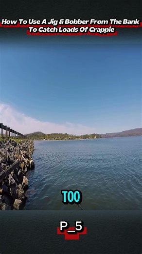 How To Use A Jig & Bobber From The Bank To Catch Loads Of Crappie #FishingTok #CrappieFishing #BankFishing #FishingTips #FishingLife