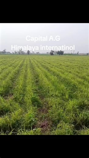 Understanding Glyphosate Use in Himalaya Agriculture