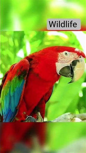 wildlife #birds#animals #nature #viral #wildlife #river #trending #shorts #animals