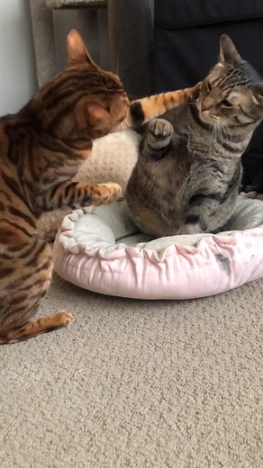 Hilarious Bengal Cat Fight Compilation