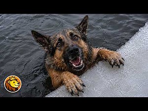 The Most Emotional Animal Rescue Moments (Compilation) 🥺❤️