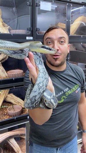 Jeremy Turgeon on Instagram: "Blue snakes? That’s right, the exist! The Vietnamese Blue Beauty is a classic blue reptile! The intensity of the blue can certainly vary from animal to animal, but regardless of, they are stunning snakes! Wouldn’t you agree?? . . . #brassmanreptiles #bluebeauty #ratsnake #exotic #livingart"