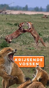 Vossen maken meestal niet zoveel lawaai. Maar als er twee ruzie maken, dan hoor je dat van verre. Het gekrijs gaat door merg en been. Gelukkig klinkt het meestal erger dan het is. Het is vooral veel show. • • • #zelfgeschoten #vroegevogels #bnnvara #natuur #natuurinnederland #vos #vosje #zoogdier #ruzie #vechten #bekvechten | Vroege Vogels