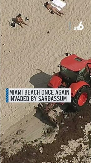 Miami Beach once again invaded by sargassum