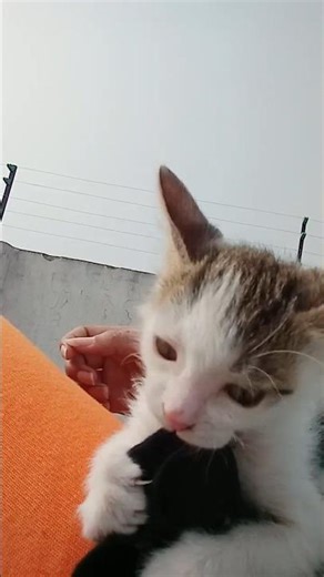 sb kuch khana h ise🙄🙄 #cat #shorts