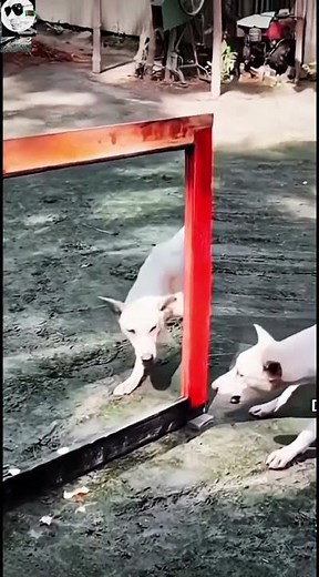 “Funny Dog Prank 😆 | Cutest Puppy Reactions Ever!”