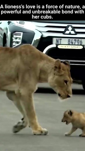 A Lioness with her adorable cubs | The Lion