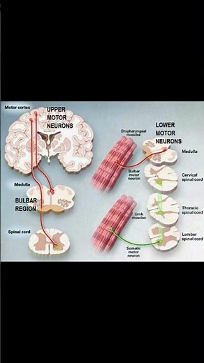 Ankle Clonus Reflex #neurology #meded #physiotherapy #athletictraining