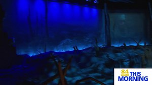 1.2K views · 88 reactions | WBZ-TV promo for the Thursday feature on the American Heritage Museum. | American Heritage Museum | Facebook