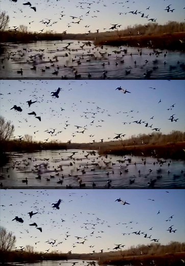Pressure management is a critical component for consistency. This farm contained no rice, corn, millet or milo. It consisted of native moist-soil plants and invertebrates. The key here was pressure management. You can plant every acre of a farm in hot crops and pump water across every square inch of dirt, but if birds are consistently being harassed they’ll simply leave in search of security. #cacheriverfarms #ducks #pressure #management #moistsoil
