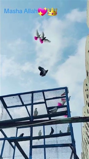 Beutiful Low Flying pigeons landing