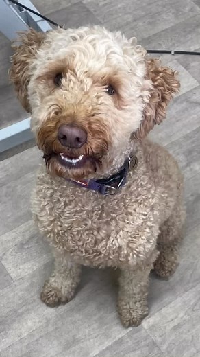 6 comments | Winnie the #whoodle. This girls loves running around the woods and ‘ balls’ 浪. Winnie isn’t a fan of the dryer, so we simply take it slow reassuring as we go. She has unique hair not quite terrier and not quite poodle 殺. Lovely girl. . . . . #huddersfielddoggroomer #121doggrooming #huddersfielddoggrooming #compassionatedoggrooming #the_green_pet #thepawdinary #121doggroomer #holisticdoggrooming | Katie’s Groom Room | Facebook