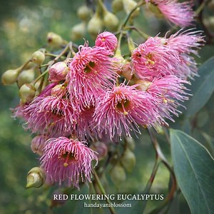 50 Red Flowering Eucalyptus Seeds – Ironbark Tree Sideroxylon Mugga, Rare Blooming Eucalypt Tree Seeds - Etsy