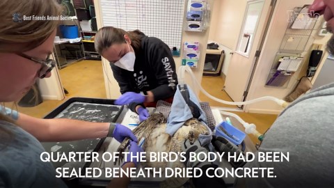 A Great-Horned Owl Was Rescued From a Concrete Mixer After a Quarter of Its Body Was Covered in Cement