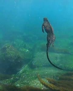 The real-life ‘Godzilla’ 年 Watch the incredible marine iguana swimming in Galápagos. Come see it with us! ✨ @ecuadortravel #Galapagos #MarineIguana #RealLifeGodzilla #wildlifeadventure | Nature Galapagos & Ecuador | Facebook