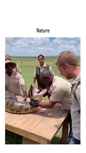 snapt.rendz on Instagram: "This viral 15-second video, posted by a nature enthusiast account, shows wildlife handlers in a savanna guiding a man to insert his head into a Burmese python's open mouth while feeding it, blending education with shock value. Despite hyper-realistic details like the snake's flickering tongue and handlers' coordinated grips, analyses from AI detectors (e.g., aiornot.com) and viral debunkings confirm it's entirely AI-generated, not a real event. The clip amassed over 9 
