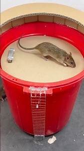 Smart DIY Mouse Trap from a Plastic Bucket #rat