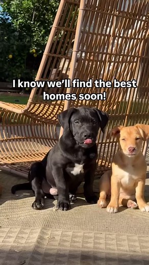 Pawsitive Beginnings LA on Instagram: "Kai, Peach, and sweet tiny Pink don’t have a single application for them! Kai and Peach (the two black puppies) are large breed bully mixes and are sweet as pie. Good with cats, dogs, kids… everyone! They’re currently about 10/11 weeks old. They would make amazing family pets. Pink is a true mix-breed! She’s a little bit of everything, but will be a small-medium sized dog since her mom is only 30lbs! She is currently 12 weeks old and is also wonderful with 