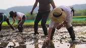 A group of farmer family and community are working on a rice field...