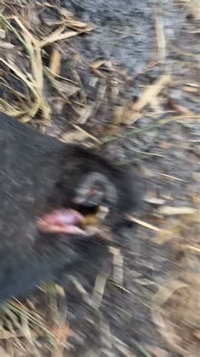 NorthBrevard_Wildlife_Solution | Big hogs on the move!! #boar #boarhog #hogtrapping #hogtied #hogtie | Instagram