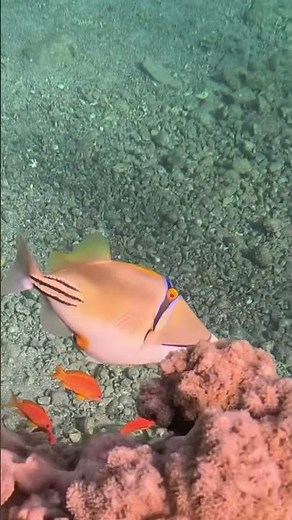 Picasso Triggerfish Displays Its Striking Yellow Backside 🐟🪸✨