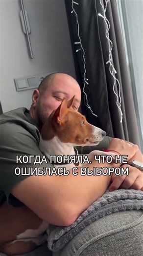 #собака #басенджи #корги #сибаину #французскийбульдог #basenji #шпиц